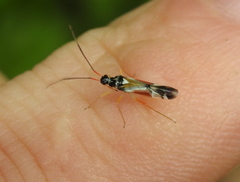 Cyllecoris histrionius