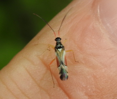 Cyllecoris histrionius