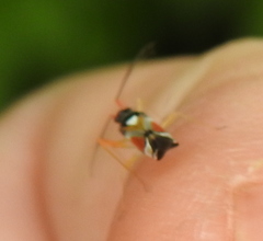 Cyllecoris histrionius