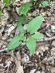 Endodeca serpentaria