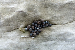 Austrolittorina cincta
