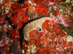 Ircinia oros