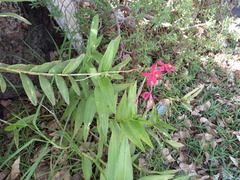Epidendrum × obrienianum