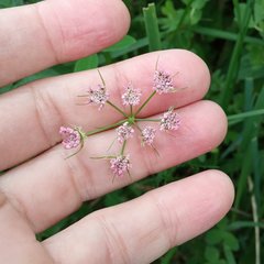 Chaerophyllum roseum