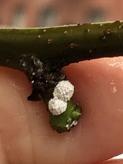 Phenacoccus dearnessi