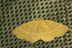 Trisateles emortualis