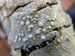 Lecanora caesiorubella