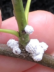 Phenacoccus dearnessi