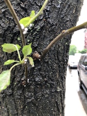 Phenacoccus dearnessi