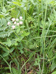 Chaerophyllum roseum