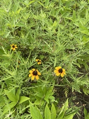 Rudbeckia amplexicaulis
