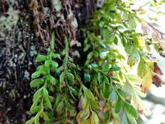 Tmesipteris lanceolata