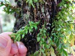 Tmesipteris lanceolata