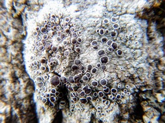 Lecanora circumborealis