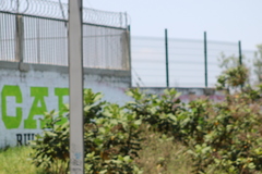 Wigandia urens