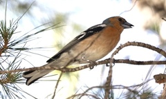 Fringilla coelebs schiebeli