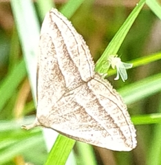 Macrochilo absorptalis