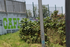 Wigandia urens