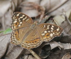 Junonia erigone