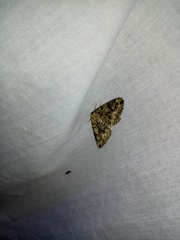 Cleorodes lichenaria