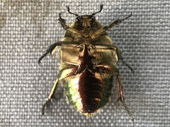 Cetonia aurata