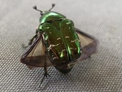 Cetonia aurata