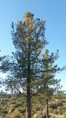 Pinus attenuata