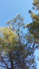 Pinus attenuata