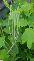 Chelidonium majus