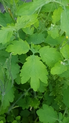 Chelidonium majus