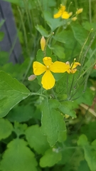 Chelidonium majus