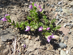 Scutellaria nummulariifolia