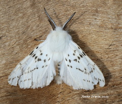 Spilosoma dubia