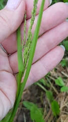 Tracheophyta
