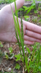 Tracheophyta