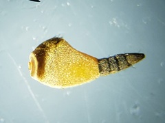 Tabanus longiusculus