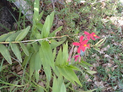 Epidendrum × obrienianum