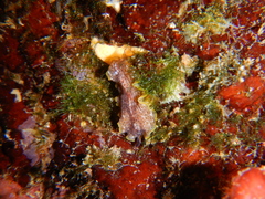 Prostheceraeus moseleyi