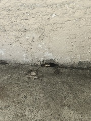 Euborellia annulipes