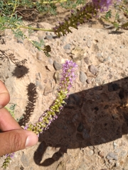 Dalea scariosa