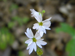 Lithophragma heterophyllum