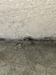 Euborellia annulipes