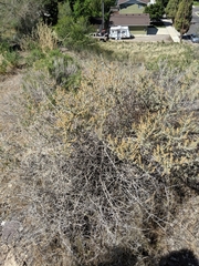Atriplex gardneri falcata