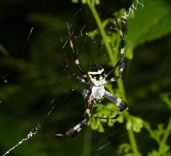 Argiope boesenbergi