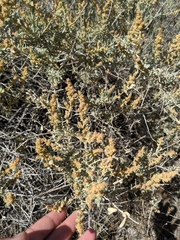 Atriplex gardneri falcata