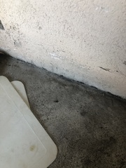 Euborellia annulipes