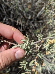 Atriplex gardneri falcata