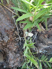 Epidendrum × obrienianum