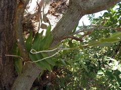 Epidendrum × obrienianum