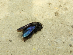 Xylocopa valga